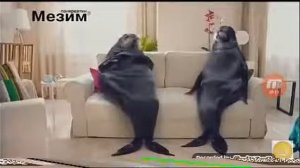 Реклама Мезим Тюлень