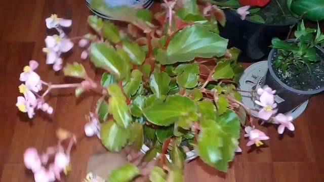 ?Мои комнатные цветы.Занесла растения в дом.Что цветёт сейчас.Сентябрь 2019? смотреть онлайн