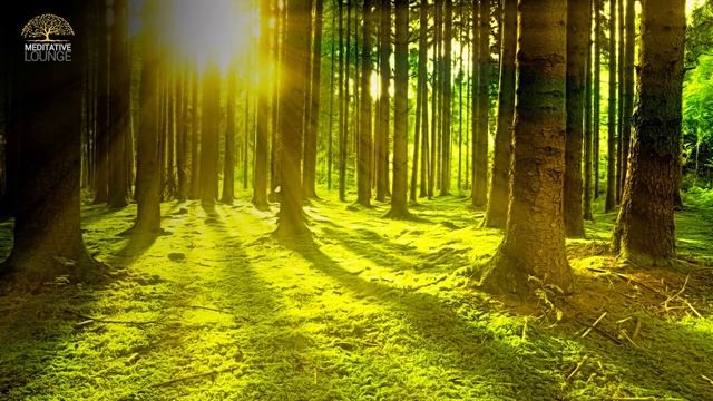 46min Einschlafmusik Zum Entspannen Mit Klavier, Natur, Vögel Und Waldgeräuschen