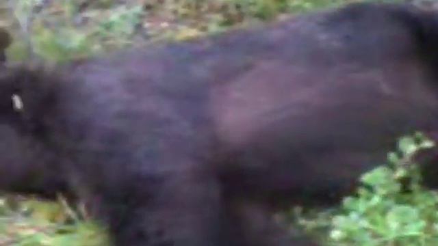На Камчатке медведь напился браги.mpg смотреть онлайн