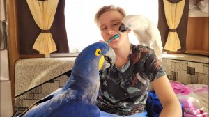 Утро в курятнике.Все чистим зубы! Сын, Попугай ара,какаду, Гиацинтовый Ара,говорящий попугай.