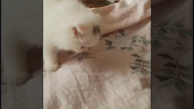 Девочка Мейн -кун очень хочет играть со злобной вислоушкой смотреть онлайн