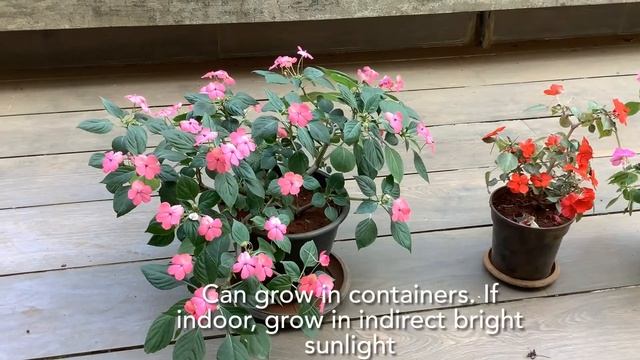 Impatiens walleriana Busy Lizzie perennial flowering indoor container plant semishade смотреть онлайн