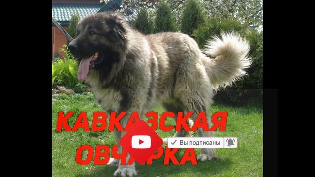 Угадай породу собаки по картинку (фото) часть 2 смотреть онлайн