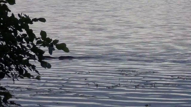 С бобренком на спине смотреть онлайн