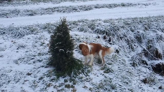 Черные пятна на туе, очередной день на даче смотреть онлайн