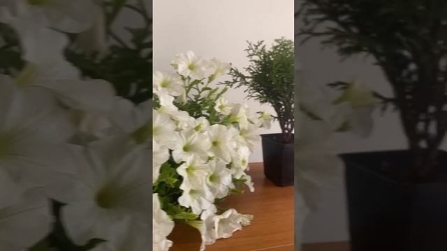 ?ОБНОВИЛА КУХНЮ ЗА 2 часа? #кухня #diy #дом #дача #переделка #переделкакухни #short #shorts #домик смотреть онлайн