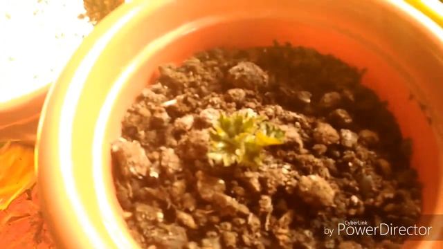 Комнатные растения? Моя фиолетовая глоксиния? смотреть онлайн