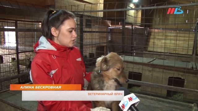 Защита животных от гельминтов: что нужно знать смотреть онлайн