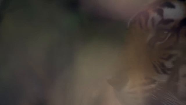 ТИГР на охоте - Царь дикой природы! Интересные факты о тигре. Тигр в деле! смотреть онлайн