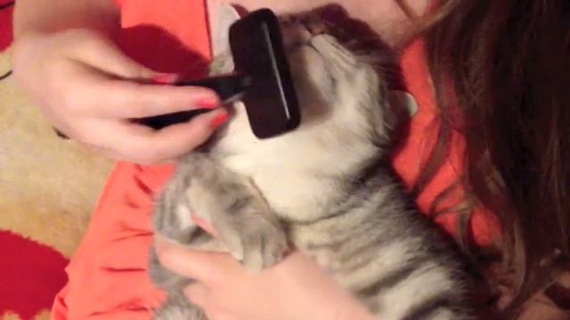 Почеши кота Сильвера! смотреть онлайн