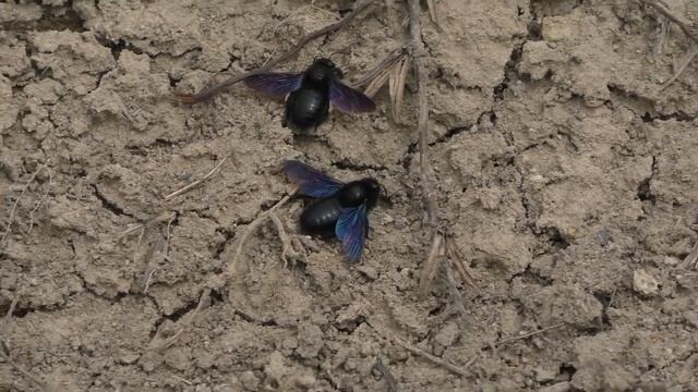 Пчела-плотник / Xylocopa valga смотреть онлайн