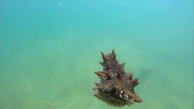 Полет трепанга