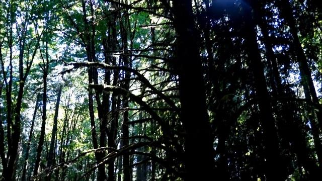 #5 Americans leisure. Disk golf. Как отдыхают Американцы. Игра в диск гольф. смотреть онлайн