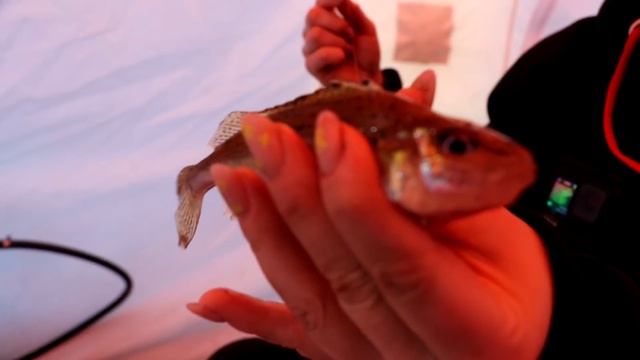 ЛЕЩИ НЕ СПЯТ! Рыбалка весной С НОЧЕВКОЙ. Ловля СО ЛЬДА НА ВОДОХРАНИЛИЩЕ. 24 часа в палатке #232 смотреть онлайн