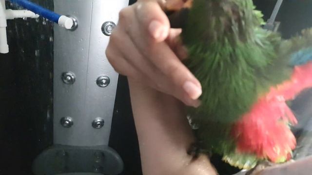 Попугай любит принимать душ ? смотреть онлайн