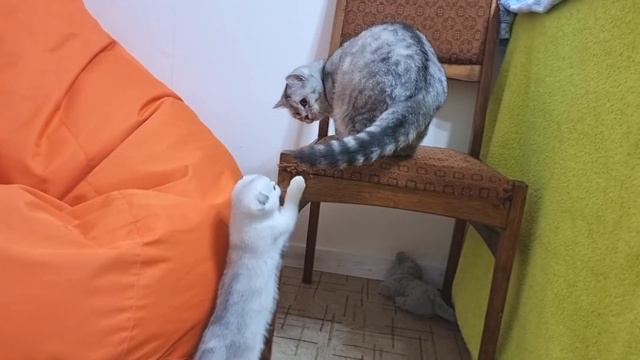 Котенок знакомится с новыми родителями папа кот и мама кошка Невероятно мило смотреть онлайн