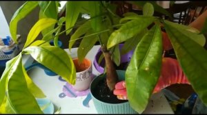 ПАХИРА. ПЕРЕСАДКА УХОД РАЗМНОЖЕНИЕ