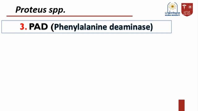 2.Proteus & Pseudomonas смотреть онлайн