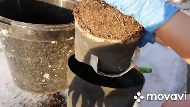 Барбарис пересадка на осень в горшки GrowNic аутдор гроубаг перевалка