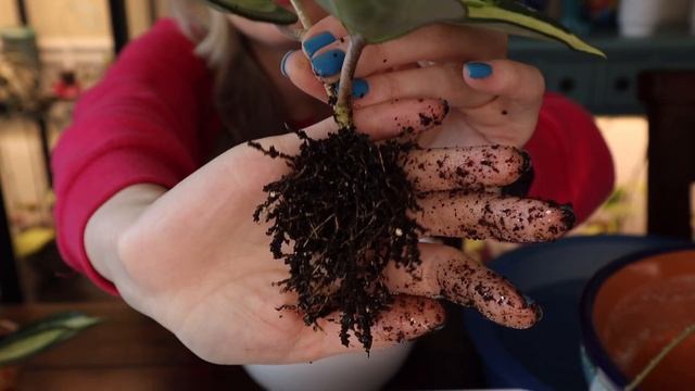 Hoya Latifolia (Macrophylla) 'Pot Of Gold' Update Repot And Trellis смотреть онлайн