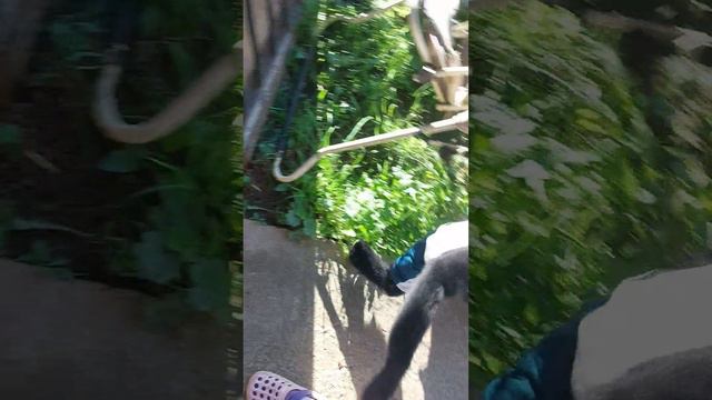 Фрагменты прогулок в обезьяньем доме🐒👋 смотреть онлайн