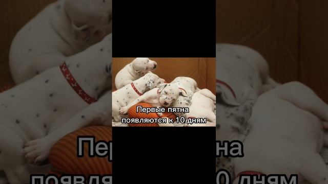 Интересные факты про собак, далматин | далматинцы | #животные #собака #питомцы #далматин #рек смотреть онлайн