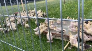 Ферма в Германии.Гуси на пастбище.