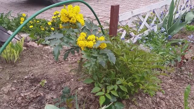 Весенние загадки - Читает Т.А. Соколова. Библиотека мкрн. Луговая смотреть онлайн