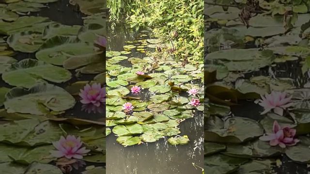 Крым 💖💖💖 Нежные лотосы 🪷 🪷🪷 смотреть онлайн