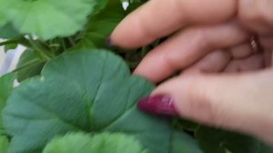 #632. В чем особенность сорта ЮГ Янтарный Берег!?И все ли карлики обидчивые на обрезку!?