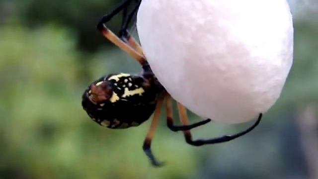 Argiope Aurantia Wrapping Egg Sack (6) смотреть онлайн