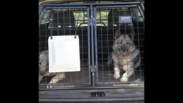 StellaburenStellakåpan Medelstor смотреть онлайн