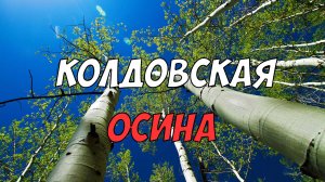 Зачем нужен осиновый кол? Всё об Осине - колдовском дереве