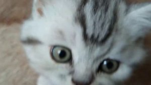 Шотландский прямоухий котёнок