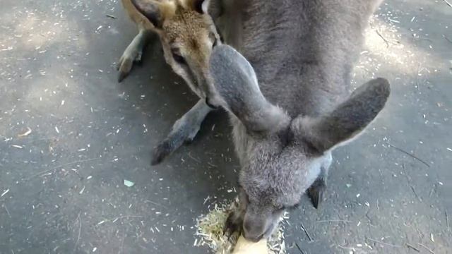2015-11-19 Feeding the kangaroos in Featherdale Wildlife Park, Sydney, Australia смотреть онлайн