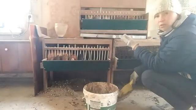 БРУДЕРНОЕ или НАПОЛЬНОЕ СОДЕРЖАНИЕ ЦЫПЛЯТ мой птичий уголок смотреть онлайн