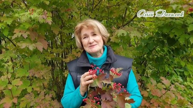 Калина смотреть онлайн