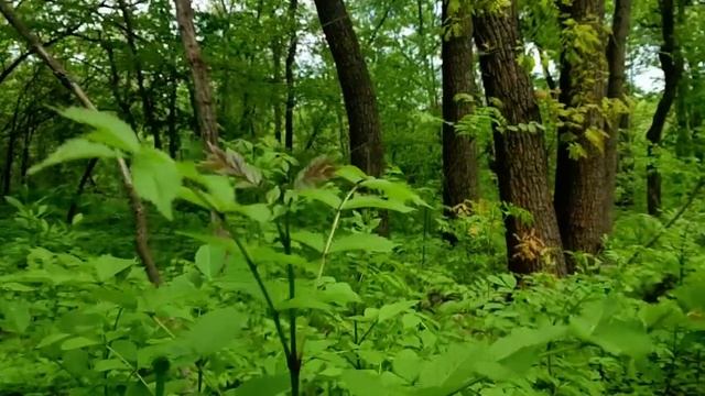 САМВЕЛ АДАМЯН У МАМКИ САХАР МЕНЬШЕ ЧЕМ У СВЕТЫ-ГРОМИЛЫ. СКОРО БУДЕТ СЕРИАЛ С НОВОЙ ДИАБЕТЧИЦЕЙ смотреть онлайн