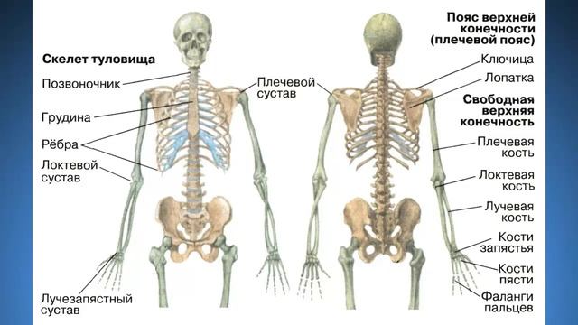Биология 8 класс $9 Скелет туловища. Скелет конечностей и их поясов смотреть онлайн