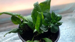 ШПИНАТ ЗИМОЙ НА ПОДОКОННИКЕ.