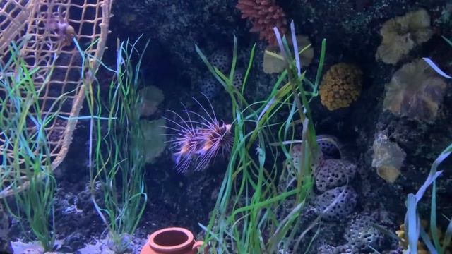 Гарда ленд аквариум в Италии Gardaland aquarium смотреть онлайн