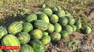 Арбуз Каристан F1. Посев семян в грунт 14 мая