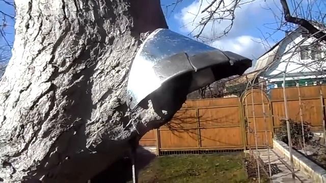 Приспособа своими руками для обработки дупла и дальнейшее лечение фруктового дерева смотреть онлайн