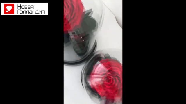 роза в колбе смотреть онлайн