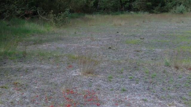 Rundbladet Soldug  Drosera Rotundifolia