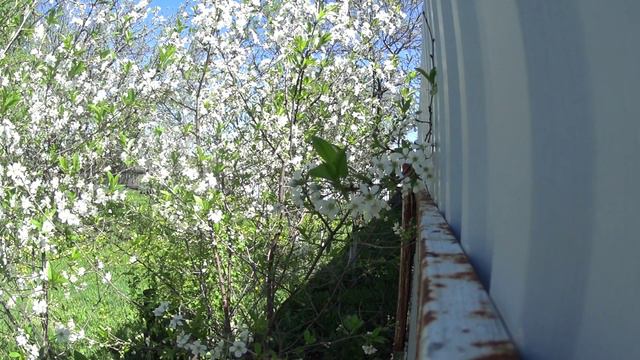 Белая весна. смотреть онлайн