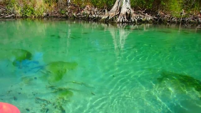 ПАДЛИНГ - чем ПОКОРИТЬ УКРАИНЦЕВ - уникальная река Weeki Wachee River Florida USA 25.01.2017 смотреть онлайн