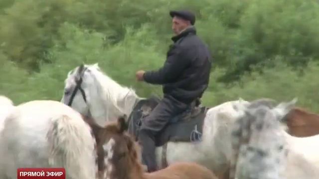 Свердловские фермеры займутся производством лошадиного молока смотреть онлайн
