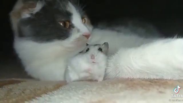 hamster gets scared by cat смотреть онлайн